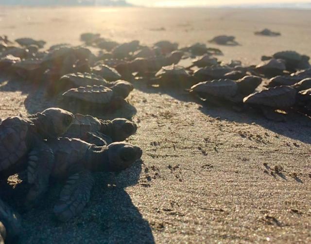 Redwood Beach Resort Mechapa Zewnętrze zdjęcie